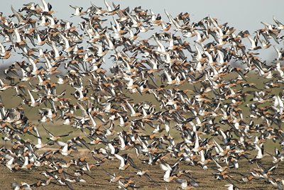 BUITEN BEELD Foto: 102891