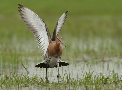 BUITEN BEELD Foto: 102896