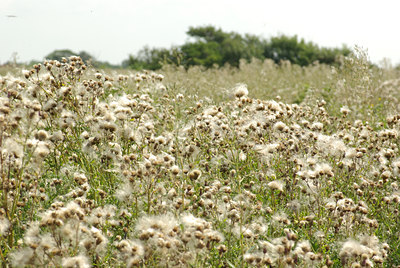 BUITEN BEELD Foto: 102928