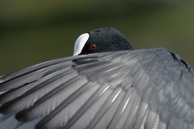 BUITEN BEELD Foto: 102942