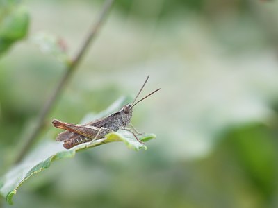BUITEN BEELD Foto: 102944