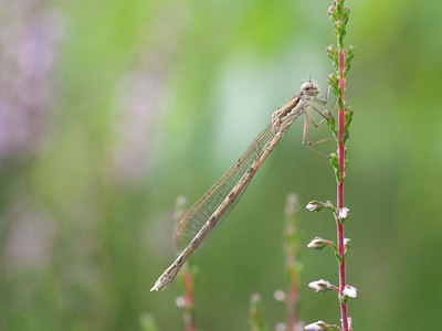 BUITEN BEELD Foto: 102948