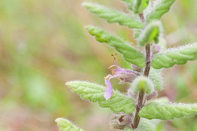 BUITEN BEELD Foto: 102976