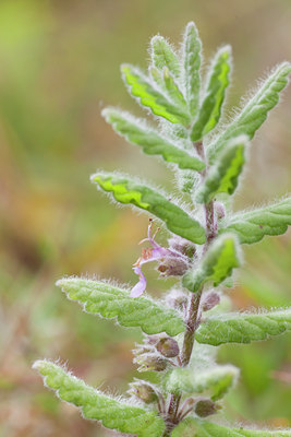 BUITEN BEELD Foto: 102978