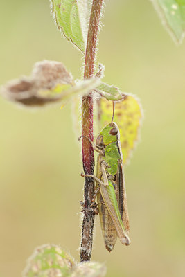 BUITEN BEELD Foto: 102982