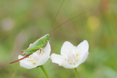 BUITEN BEELD Foto: 102987
