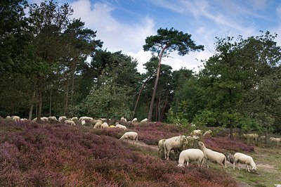 BUITEN BEELD Foto: 102996