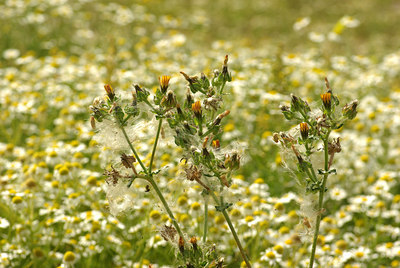 BUITEN BEELD Foto: 103001
