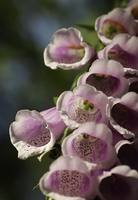 BUITEN BEELD Foto: 103019