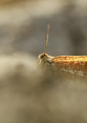 BUITEN BEELD Foto: 103025