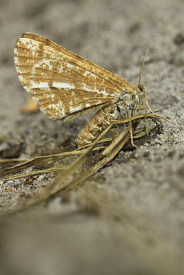 BUITEN BEELD Foto: 103026