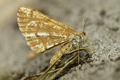 BUITEN BEELD Foto: 103027