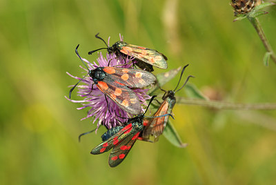 BUITEN BEELD Foto: 103075