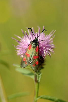 BUITEN BEELD Foto: 103078