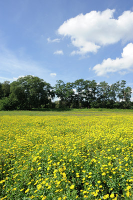 BUITEN BEELD Foto: 103092