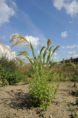 BUITEN BEELD Foto: 103093