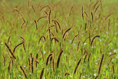 BUITEN BEELD Foto: 103095