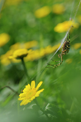 BUITEN BEELD Foto: 103114