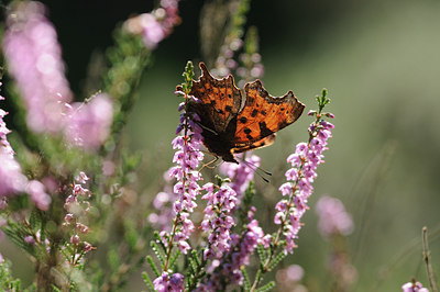 BUITEN BEELD Foto: 103137