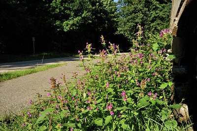 BUITEN BEELD Foto: 103149