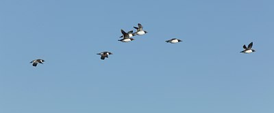 BUITEN BEELD Foto: 103158