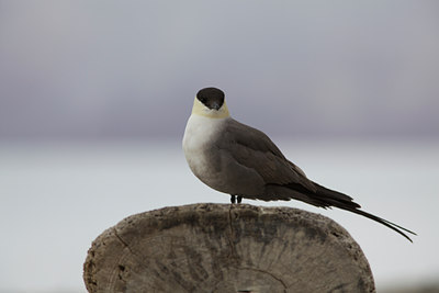 BUITEN BEELD Foto: 103173