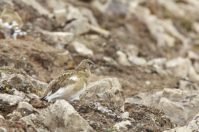 BUITEN BEELD Foto: 103175