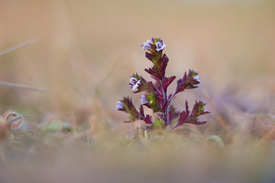 BUITEN BEELD Foto: 103196