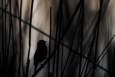 BUITEN BEELD Foto: 103212