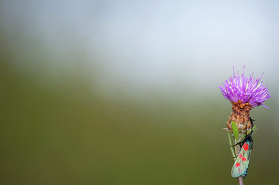BUITEN BEELD Foto: 103227