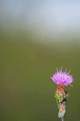 BUITEN BEELD Foto: 103228