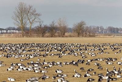 BUITEN BEELD Foto: 103241