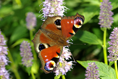 BUITEN BEELD Foto: 103256