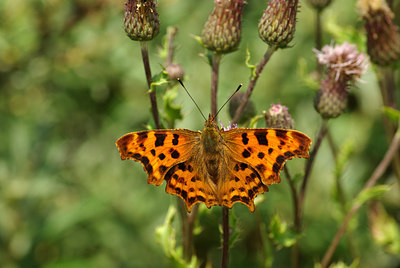 BUITEN BEELD Foto: 103260