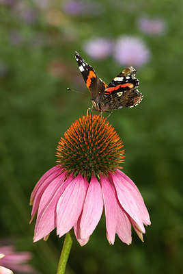 BUITEN BEELD Foto: 103265