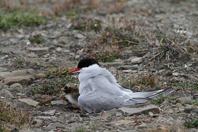 BUITEN BEELD Foto: 103309