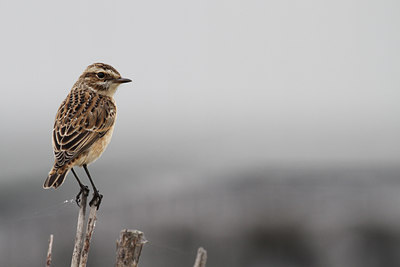 BUITEN BEELD Foto: 103314