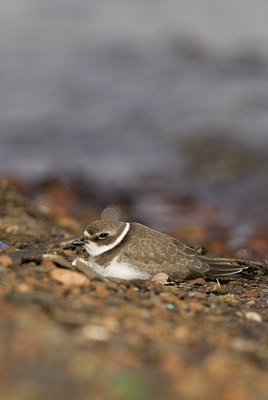 BUITEN BEELD Foto: 103322