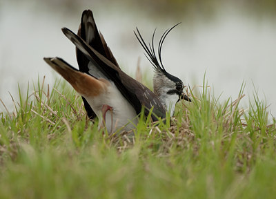 BUITEN BEELD Foto: 103351