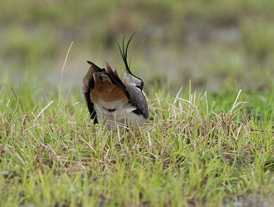 BUITEN BEELD Foto: 103355