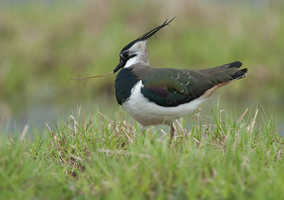 BUITEN BEELD Foto: 103356
