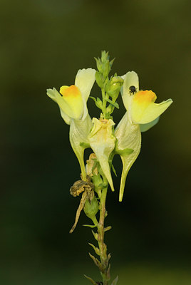BUITEN BEELD Foto: 103360