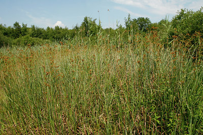 BUITEN BEELD Foto: 103365