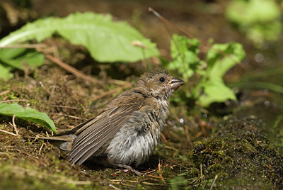 BUITEN BEELD Foto: 103371