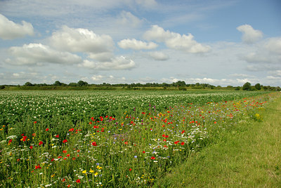 BUITEN BEELD Foto: 103435