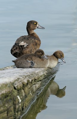 BUITEN BEELD Foto: 103436