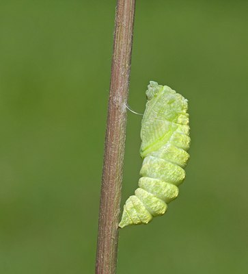 BUITEN BEELD Foto: 103439