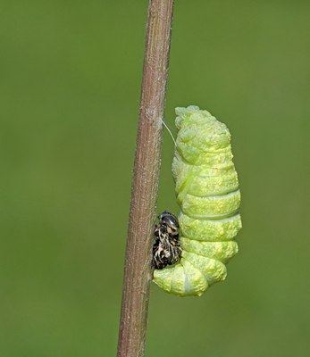 BUITEN BEELD Foto: 103440