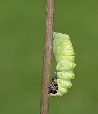 BUITEN BEELD Foto: 103442