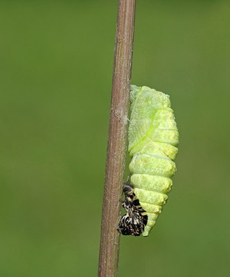 BUITEN BEELD Foto: 103443